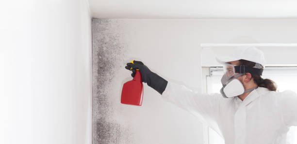 Attic Mold Removal in Rocky Ford, CO