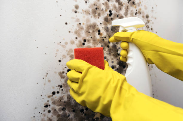 Best Attic Mold Removal  in Rocky Ford, CO