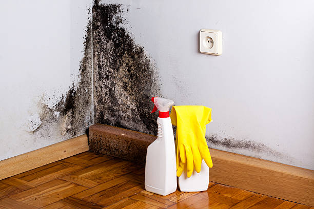 Professional Mold Removal in Rocky Ford, CO