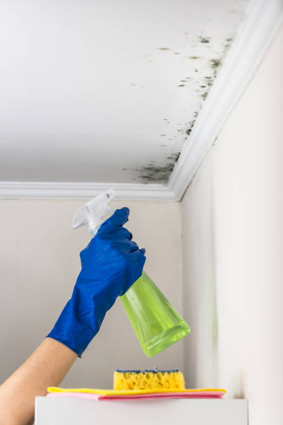 Best Toxic Mold Removal  in Rocky Ford, CO